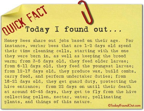 bee facts