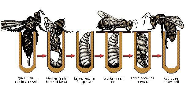 bee facts 2
