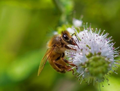 Honey Bee Service