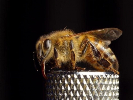 Bee Transfer and Removal