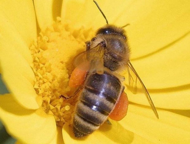 Bees: Some Fun Facts