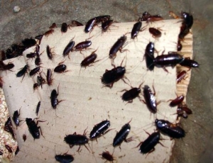 Pest Control